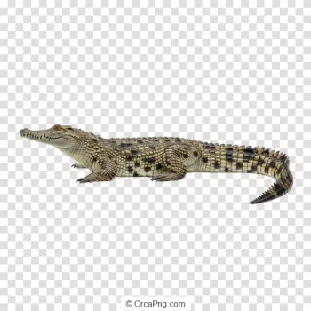 Young Crocodilian Profile