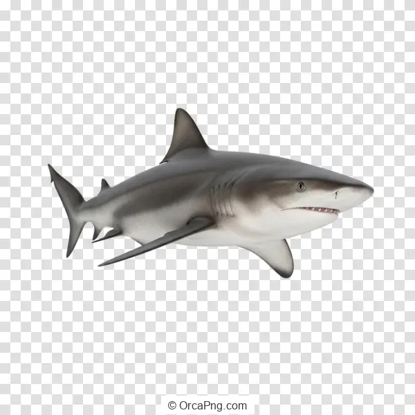 Oceanic Predator Cutout