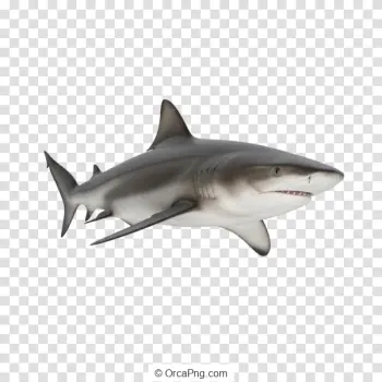 Oceanic Predator Cutout