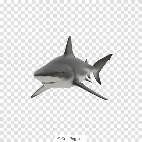 Grey Reef Shark Frontal View