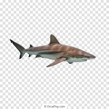 Reef Predator Gliding