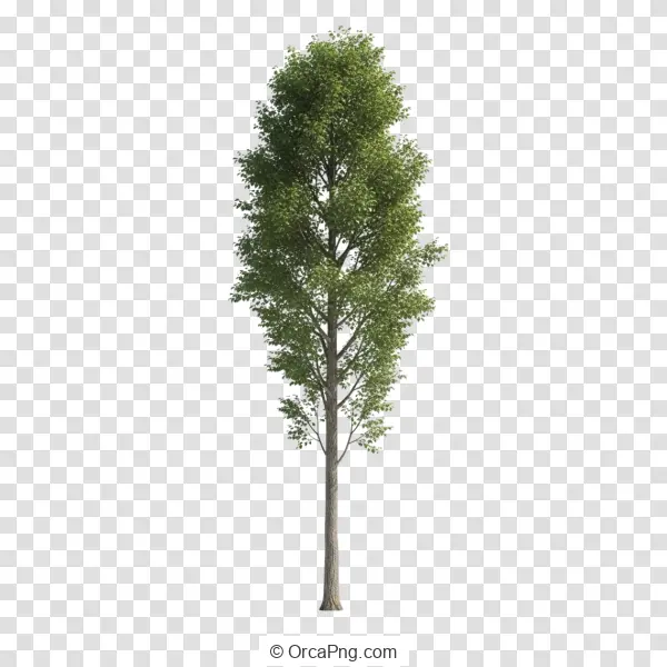 Elegant Columnar Green Tree