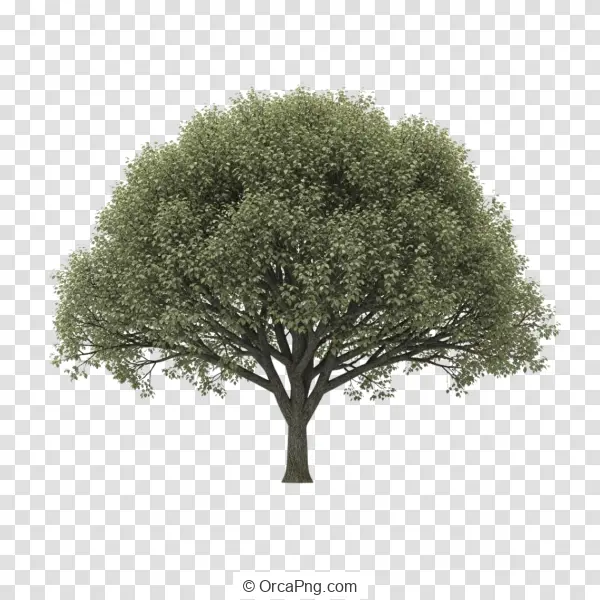 Lush Green Canopy Tree