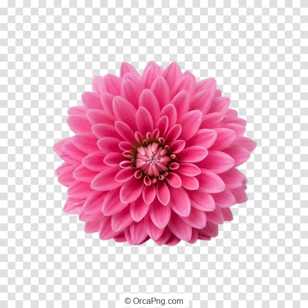 Vibrant Fuchsia Dahlia