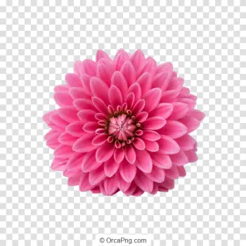 Vibrant Fuchsia Dahlia
