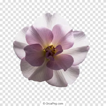 Soft Mauve Glow Bloom