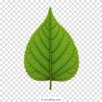 Verdant Ovate Leaf Specimen