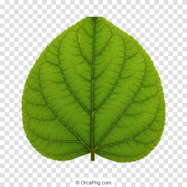 Vibrant Heart Leaf