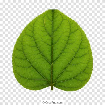 Vibrant Heart Leaf