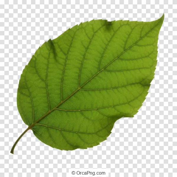 Vibrant Green Leaf Specimen