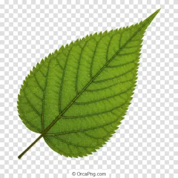 Vibrant Green Leaf Specimen
