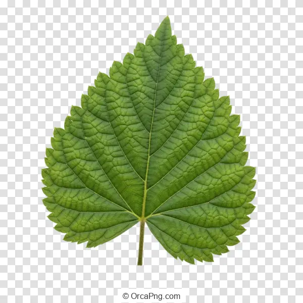 Vibrant Single Green Leaf