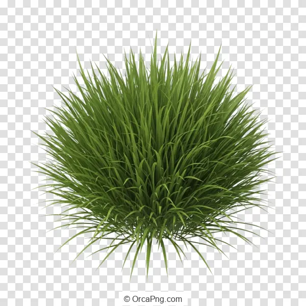 Lush Green Grass Clump