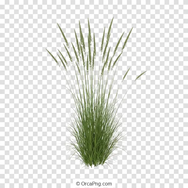Lush Green Ornamental Grass
