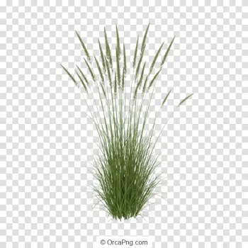 Lush Green Ornamental Grass