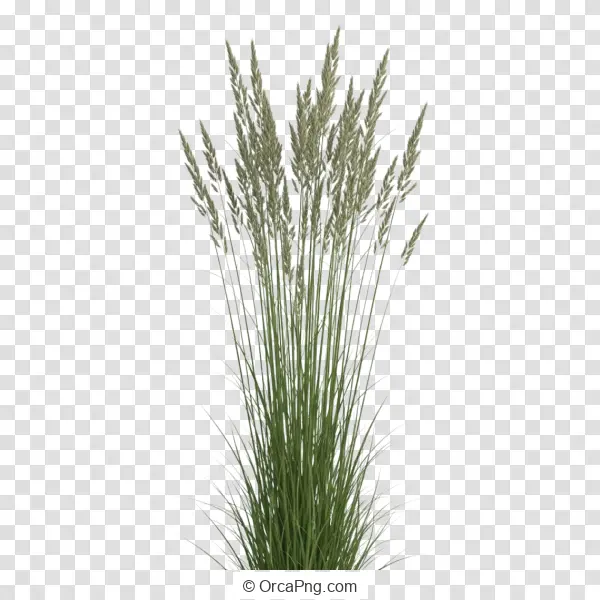 Graceful Wild Grass Clump