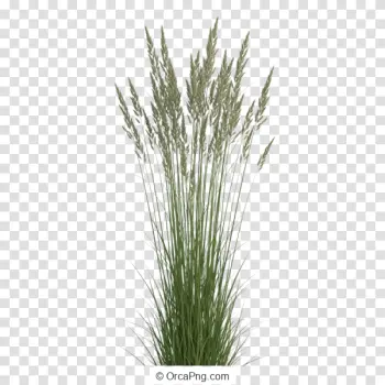 Graceful Wild Grass Clump