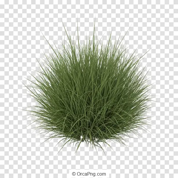 Lush Green Ornamental Grass Clump