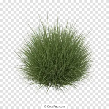 Lush Green Ornamental Grass Clump