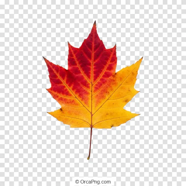 Autumnal Maple Leaf Gradient