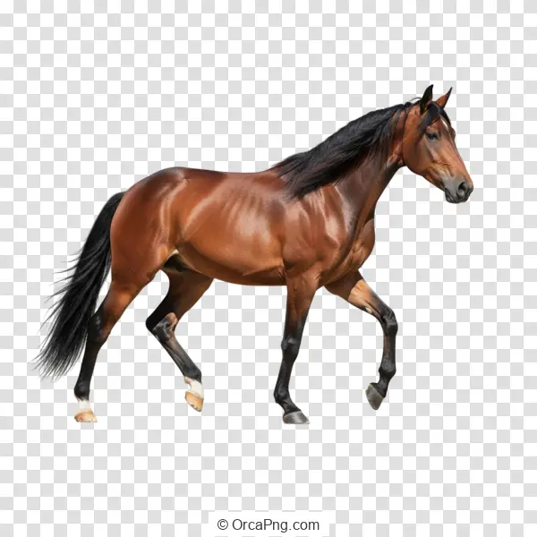 Stately Bay Horse Striding