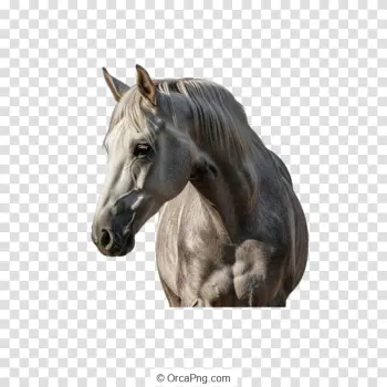 Graceful Equine Portrait