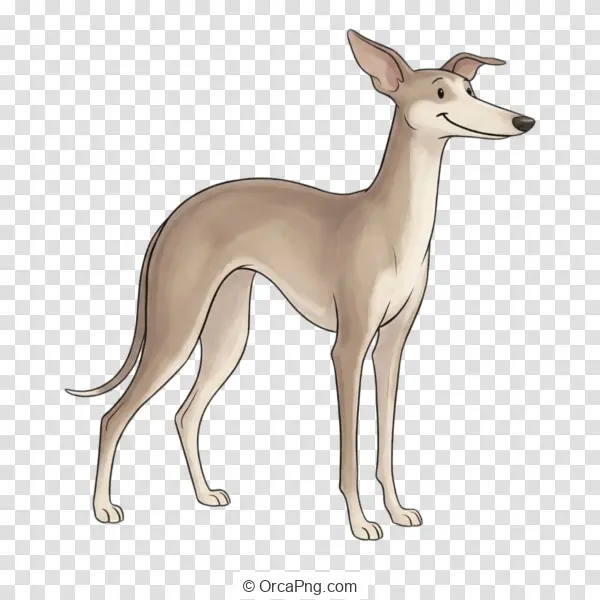 Graceful Fawn Sighthound Cartoon