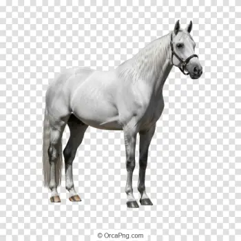 Graceful White Equine