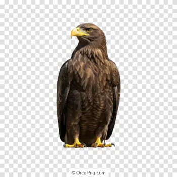 Regal Eagle Stance